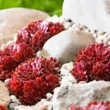 Sempervivum Colorockz Coral Red Sempervivum Colorockz Coral Red