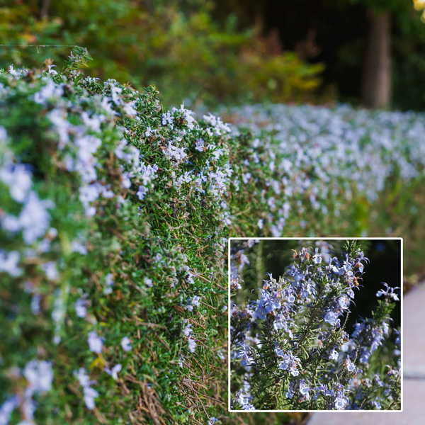 Rosemary Blue Lagoon 50mm Rosemary Blue Lagoon 50mm
