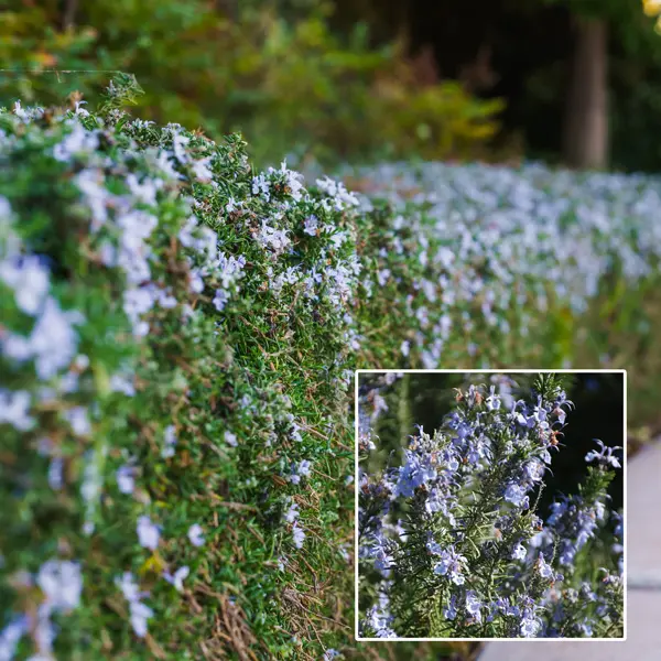 Rosemary Blue Lagoon 50mm Rosemary Blue Lagoon 50mm