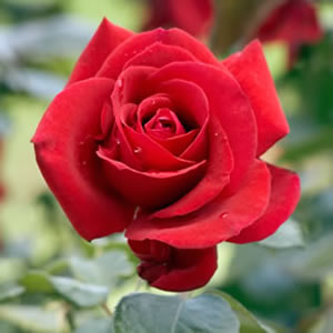 Rose Camp David Rose Camp David