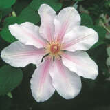 Clematis Fairy Queen P10clefqu - Garden Express Australia