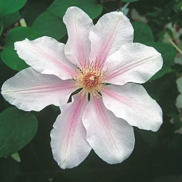 Clematis Fairy Queen Clematis Fairy Queen