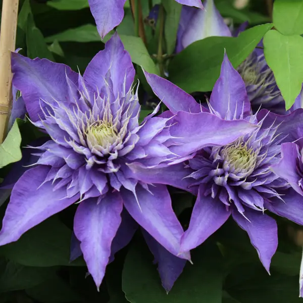 Clematis Multi Blue Clematis Multi Blue