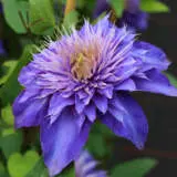 Clematis Multi Blue P10clembl - Garden Express Australia