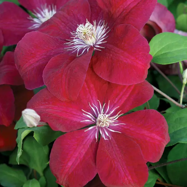 Clematis Rouge Cardinal Clematis Rouge Cardinal