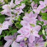 Clematis Special Occasion Clematis Special Occasion