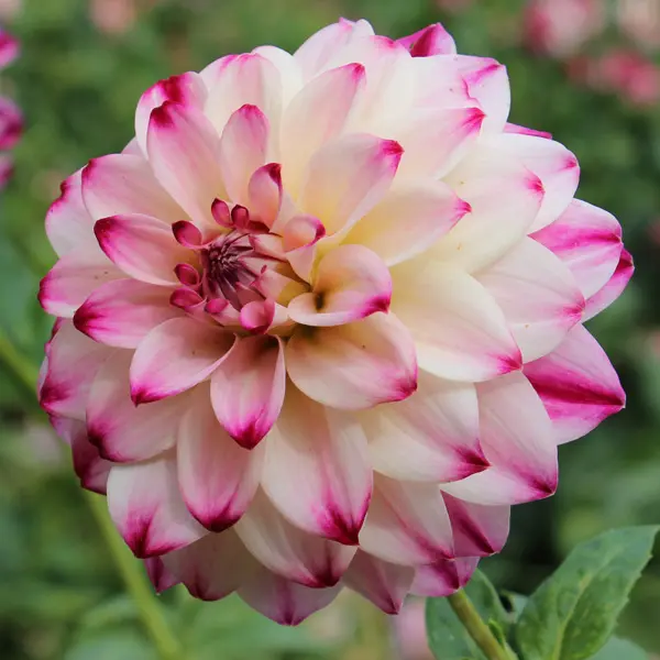 Dahlia Wine And Roses Dahlia Wine And Roses