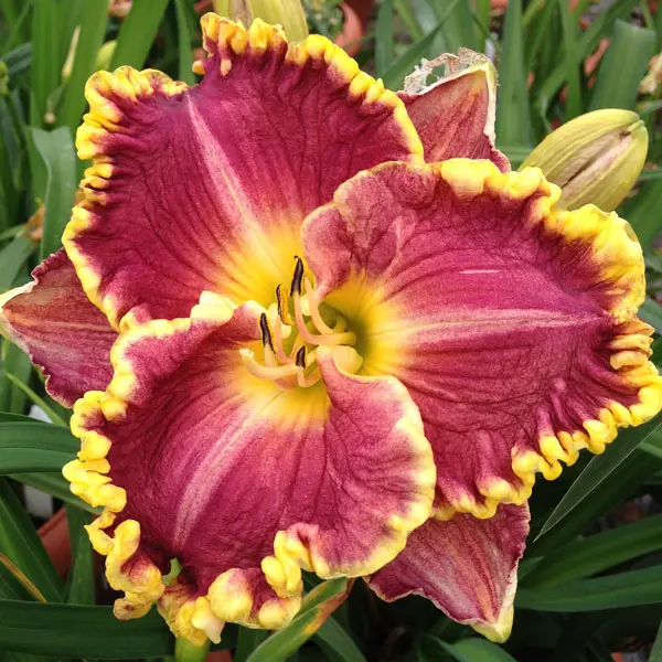 Daylily Daria Daylily Daria