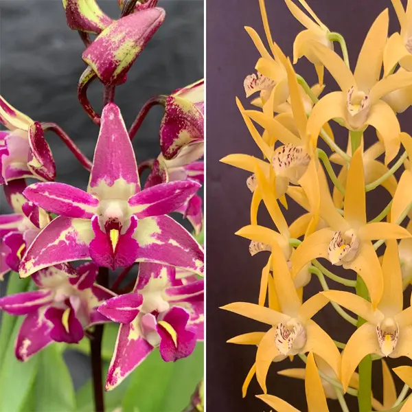Dendrobium Orchid Cobber Lavender And Lime X Dingadee Gold Hn Dendrobium Orchid Cobber Lavender And Lime X Dingadee Gold Hn