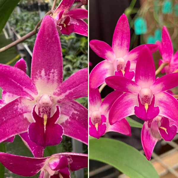 Dendrobium Orchid Flinder Grant Garrett X Australian Rose-Beauty Pink Delight Dendrobium Orchid Flinder Grant Garrett X Australian Rose-Beauty Pink Delight
