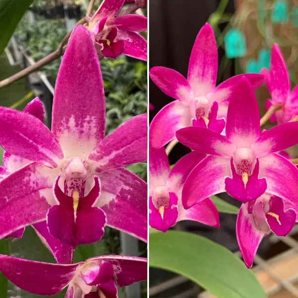 Dendrobium Orchid Flinder Grant Garrett X Australian Rose-Beauty Pink Delight Dendrobium Orchid Flinder Grant Garrett X Australian Rose-Beauty Pink Delight