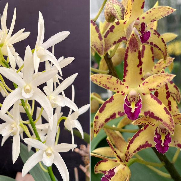 Dendrobium Orchid Greta Snow Cheryl X Brimbank Cosmic Cobber Journey Dendrobium Orchid Greta Snow Cheryl X Brimbank Cosmic Cobber Journey