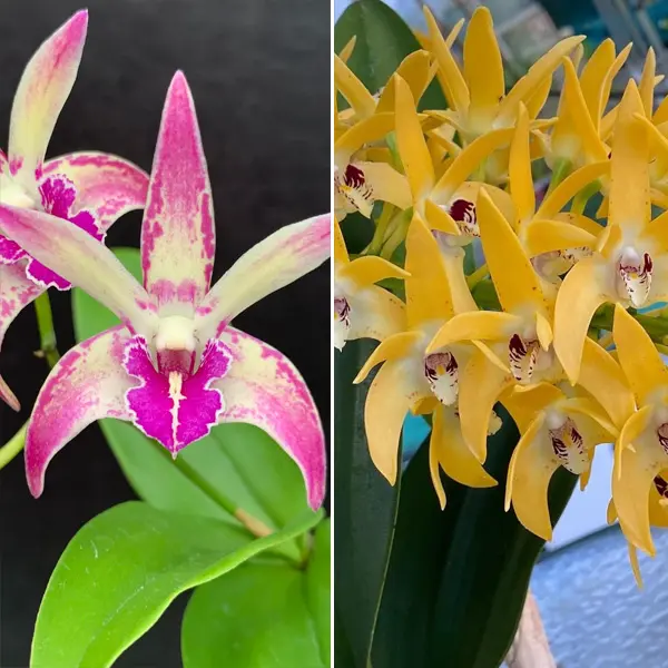 Dendrobium Orchid Kings Sentidos #2 X Cosmic Gold Vicki Dendrobium Orchid Kings Sentidos #2 X Cosmic Gold Vicki