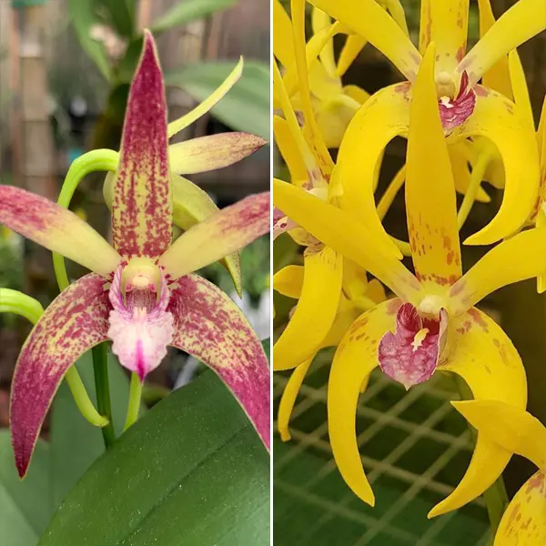 Dendrobium Orchid Nelly Bay Rainbow X Latrobe Dreaming The Better Day Dendrobium Orchid Nelly Bay Rainbow X Latrobe Dreaming The Better Day