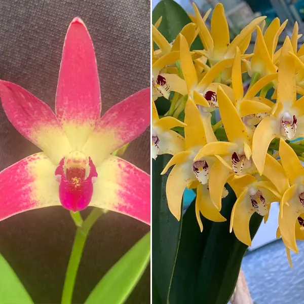 Dendrobium Orchid Saigon Wonderland Journey X Cosmic Gold Vicki Dendrobium Orchid Saigon Wonderland Journey X Cosmic Gold Vicki