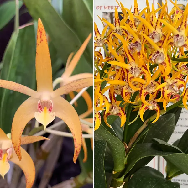 Dendrobium Orchid Sheena Annetta X Avrils Gold Christine Dendrobium Orchid Sheena Annetta X Avrils Gold Christine