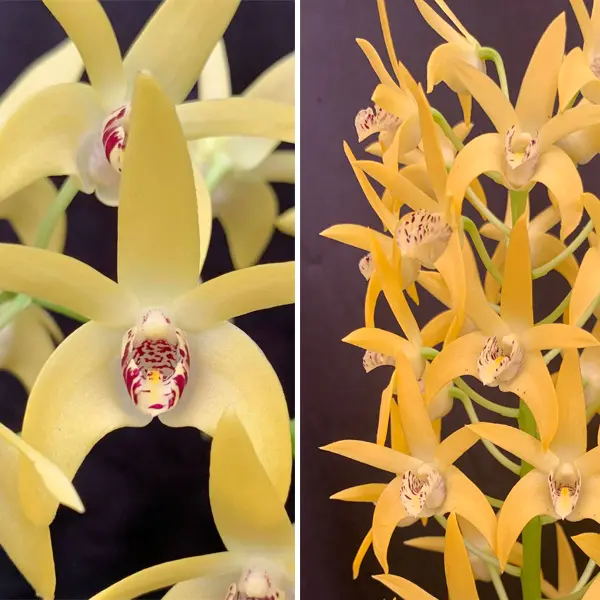 Dendrobium Orchid Sunglow Kwr X Dingadee Gold Hn Dendrobium Orchid Sunglow Kwr X Dingadee Gold Hn