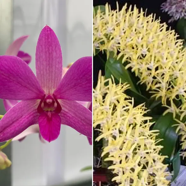 Dendrobium Orchid Warringah Stripe X Speciosum Samford Dozen Dendrobium Orchid Warringah Stripe X Speciosum Samford Dozen