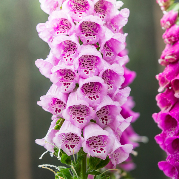 Digitalis Lavender Foxglove Digitalis Lavender Foxglove