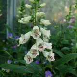 Digitalis Pams Choice Foxglove Digitalis Pams Choice Foxglove