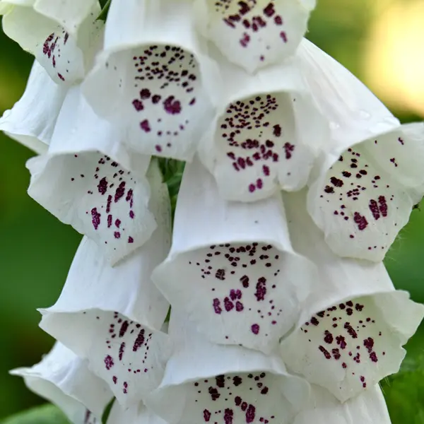 Digitalis Pams Choice Foxglove