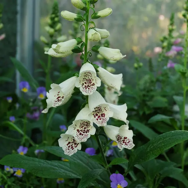 Digitalis Pams Choice Foxglove