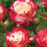 Double Delight Roshdde 2020 - Garden Express Australia