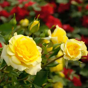 Patio Rose Friesia Patio Rose Friesia