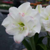 Hippeastrum Amadeus Candy Pkhipaca - Garden Express Australia