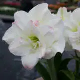 Hippeastrum Amadeus Candy Pkhipaca - Garden Express Australia