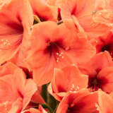 Hippeastrum Bouquet Hippeastrum Bouquet