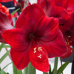 Hippeastrum Carmen Hippeastrum Carmen