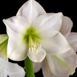 Hippeastrum Casablanca Hippeastrum Casablanca