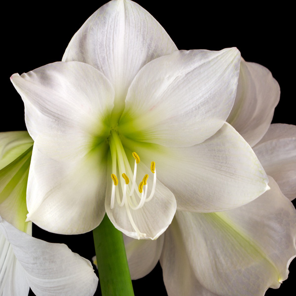 Hippeastrum Casablanca Hippeastrum Casablanca