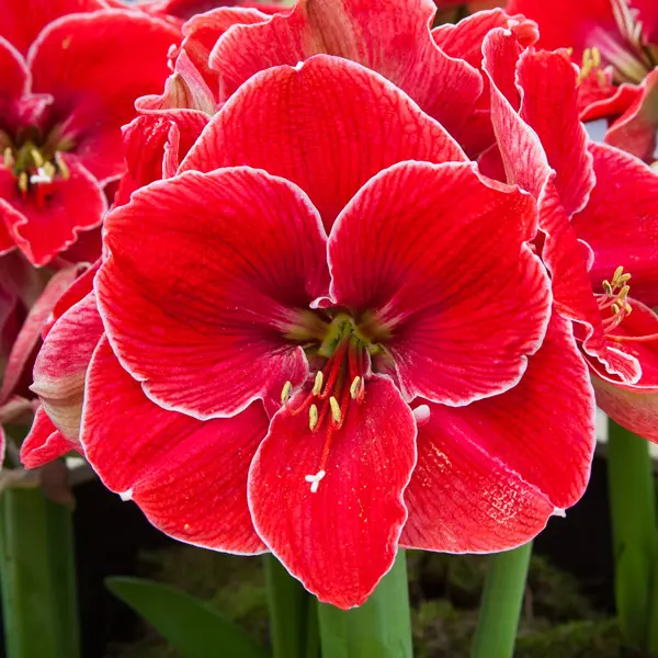 Hippeastrum Magical Touch Hippeastrum Magical Touch