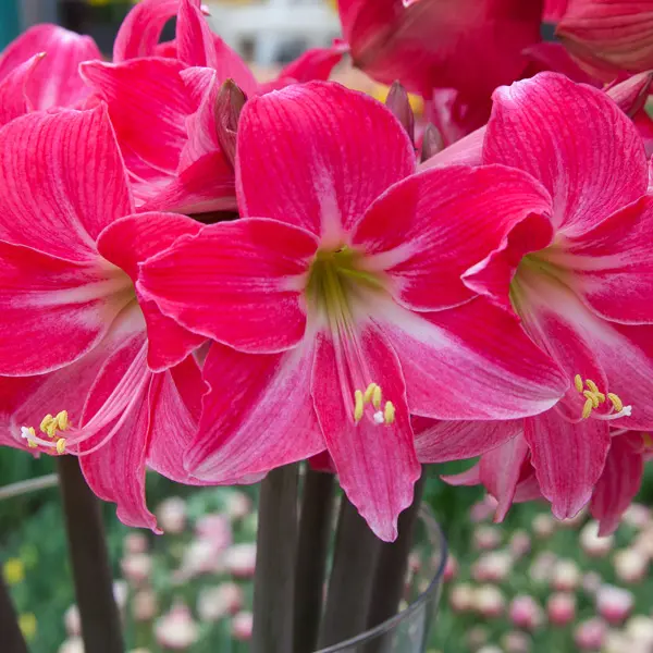 Hippeastrum Neon Eon Hippeastrum Neon Eon