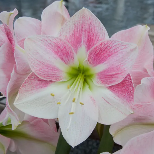 Hippeastrum Rosy Star Hippeastrum Rosy Star