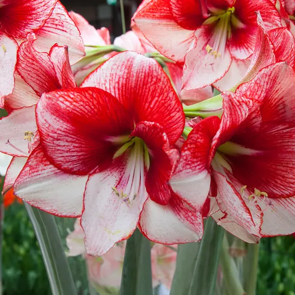 Hippeastrum Showmaster Hippeastrum Showmaster