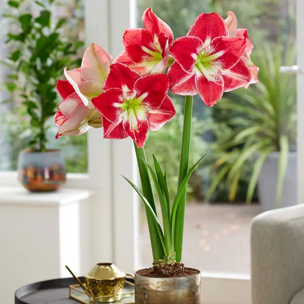 Hippeastrum Silver Dream Hippeastrum Silver Dream