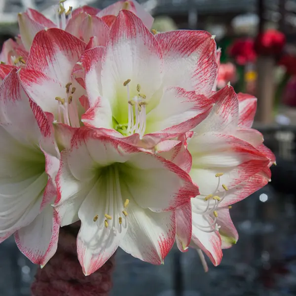 Hippeastrum Sophia Hippeastrum Sophia
