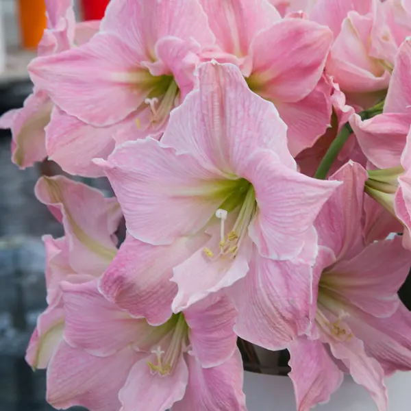 Hippeastrum Sweet Star Hippeastrum Sweet Star