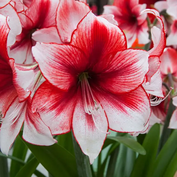 Hippeastrum Temptation Hippeastrum Temptation