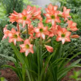 Hippeastrum Veneto Pkhipsve - Garden Express Australia