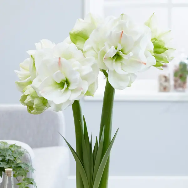 Hippeastrum White Amadeus Hippeastrum White Amadeus