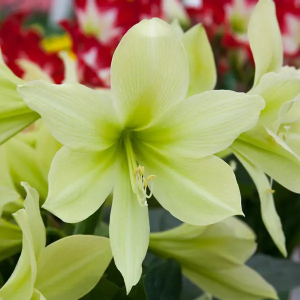 Hippeastrum Yellow Star Hippeastrum Yellow Star