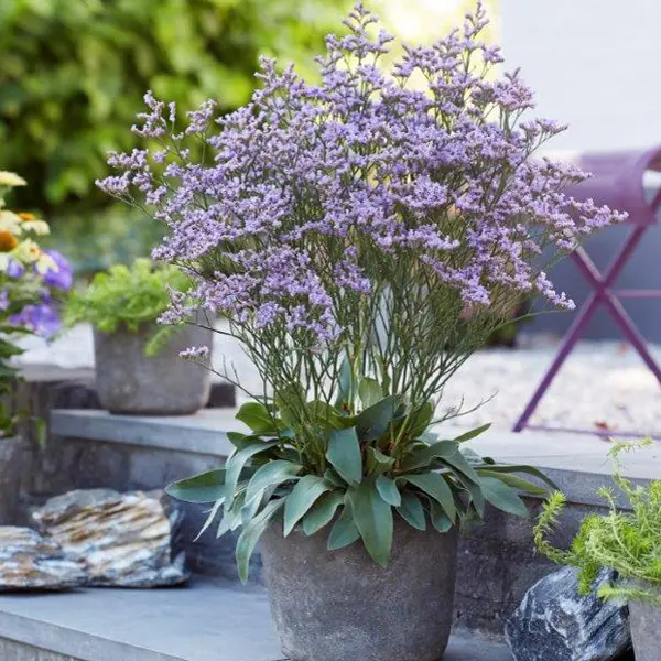 Starter Pack – Limonium Dazzle Rocks Starter Pack – Limonium Dazzle Rocks