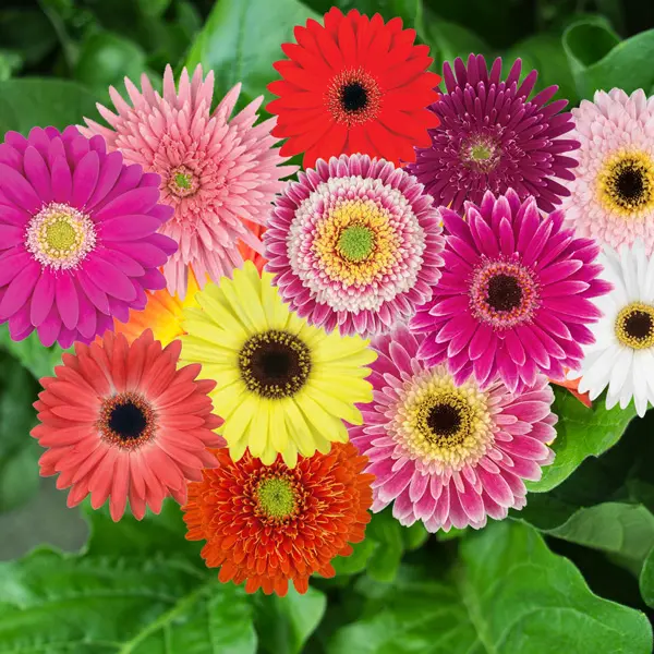 Mini Gerbera Lucky Dip Mini Gerbera Lucky Dip