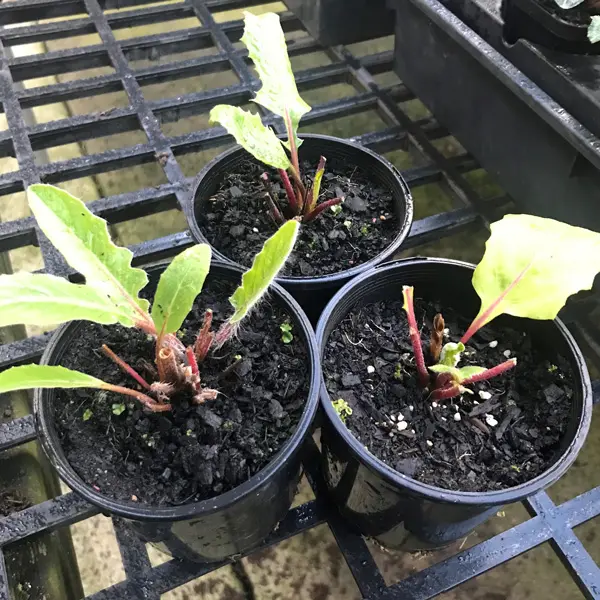 Mini Gerbera Lucky Dip Mini Gerbera Lucky Dip