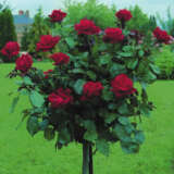 Mr Lincoln Standard - Garden Express Australia