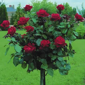 Standard Rose Mr Lincoln Standard Rose Mr Lincoln